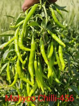 Mahyco 456 Hybrid Chilli Seeds, Mirchi Ke Beej, Vegetable Seeds, Highly Pungent 2