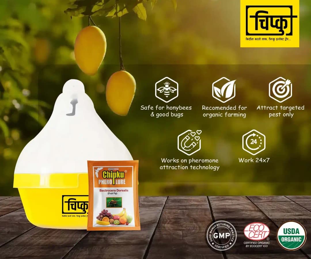 चिपकू - फ्रूट फ्लाई ल्यूर (बैक्ट्रोसेरा डोर्सालिस) के साथ फेरोमोन मैक फिल ट्रैप, एवोकाडो, केला, करेला, साइट्रस, कॉफी, अमरूद, मैकाडामिया, आम के लिए - Image 6