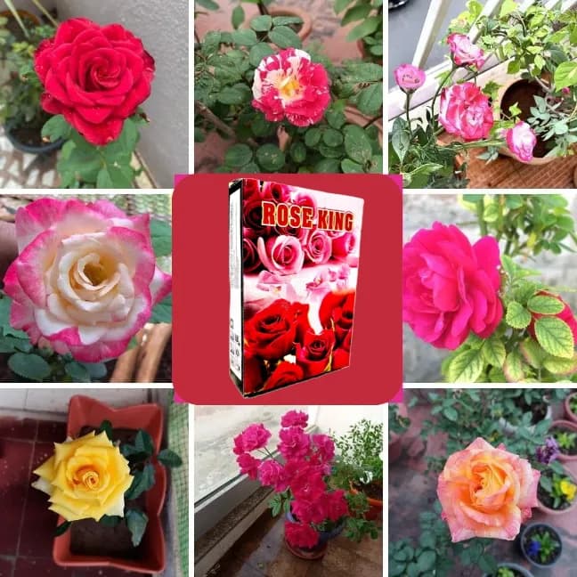 क्रॉपक्राफ्ट रोज किंग उर्वरक, हाइब्रिड और पारंपरिक गुलाब की किस्मों में फूलों की वृद्धि को बढ़ाता है। - Image 5