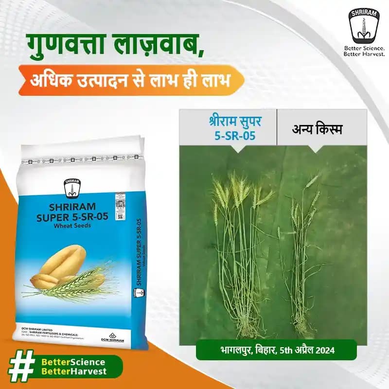 DCM Shriram SUPER 5-SR-05 Wheat Seeds - Image 6