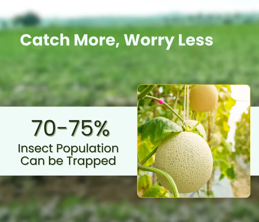 Chipku Pheromone Ecomax Trap With Melon Fly Lure (Bactrocera Cucurbitae) Feeding By The Larvae. For Gourds, Pumpkin, Tomato, Water Melon, Zucchini - Image 4