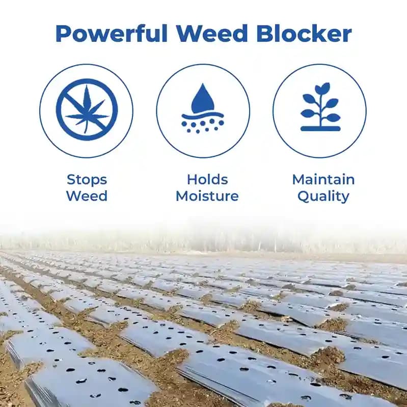 Mulching Film Roll (1m Width x 400m Width) - Image 2