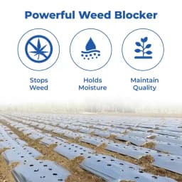Global Polyplast Mulch Film, Mulching Sheet (1 Meter width x 400 Meters length) 2