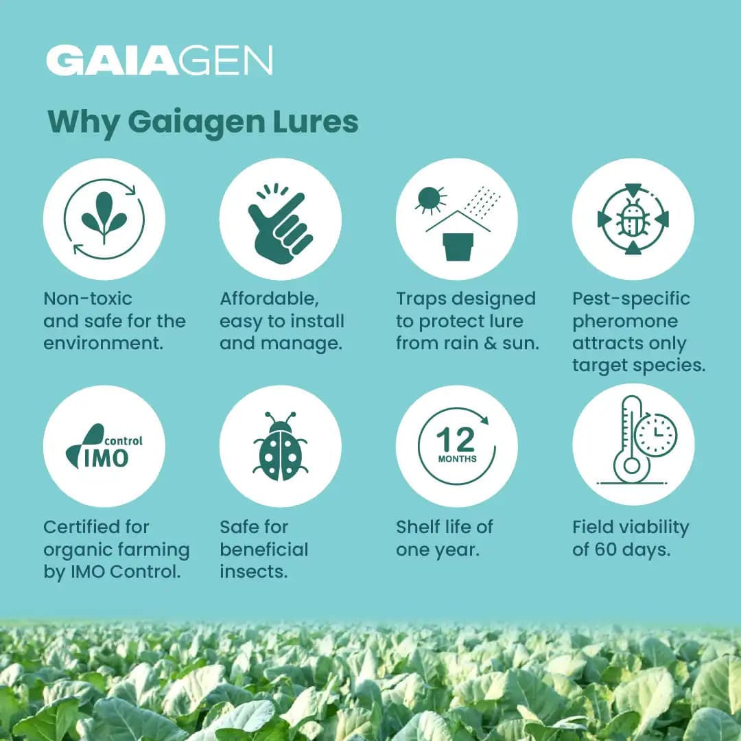 Gaiagen DBM Lure and Traps Pheromone Lure for Diamondback Moth (Plutella xylostella) & Insect Water Trap (Wota-T) - Image 8