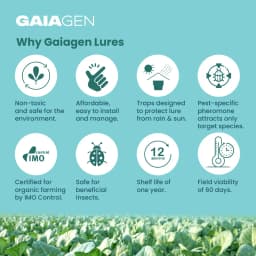 Gaiagen DBM Lure and Traps Pheromone Lure for Diamondback Moth (Plutella xylostella) & Insect Water Trap (Wota-T) 8