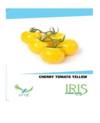 Iris Hybrid Vegetable Seeds Seeds Cherry Tomato Yellow , For All Seasons, Grown In Balcony or Terrace