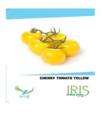Iris Hybrid Vegetable Seeds Seeds Cherry Tomato Yellow , For All Seasons, Grown In Balcony or Terrace