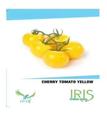 Iris Hybrid Vegetable Seeds Seeds Cherry Tomato Yellow , For All Seasons, Grown In Balcony or Terrace
