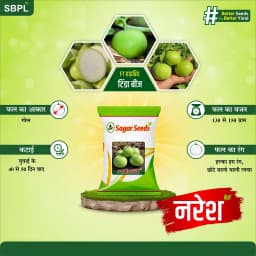 Sagar Naresh F1 Hybrid Tinda Seeds, High Yield, Early Maturity, Light Green Hairy Fruits 2