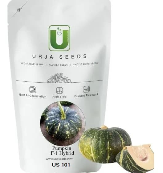 Urja F1 US 101 Hybrid Pumpkin Seeds, Ovate Shape with Freckled Green Skin Variety - Image 1