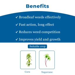 Laudis + Foost Maize Suraksha Combo (57.5ml Laudis & 200ml Laudis Surfactant + Foost 250 gm). A special treatment to control weeds in maize. 4