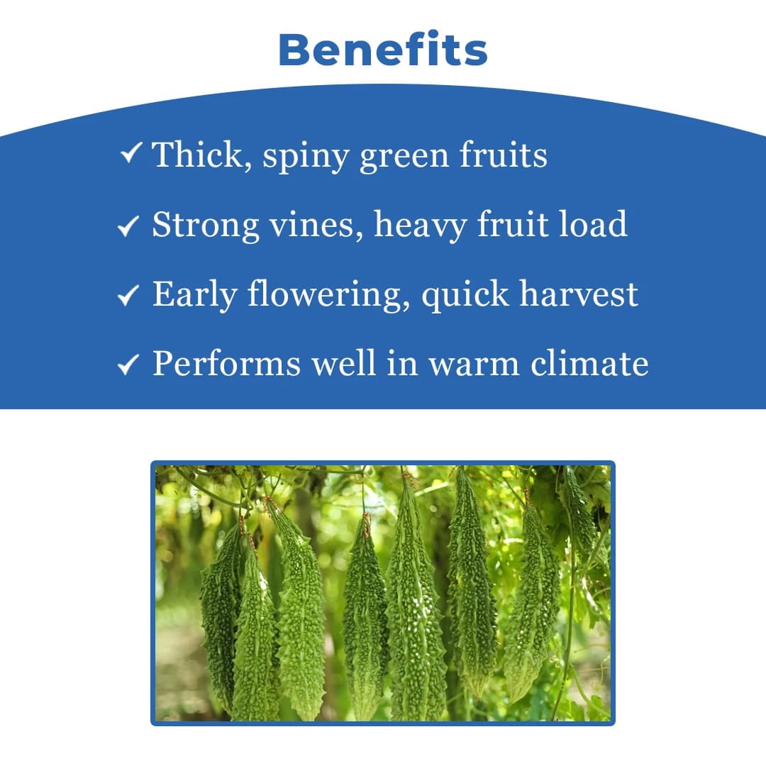 Jivit Hybrid F1 Hari Kranti Bitter Gourd Seeds. Dark Green Deep Green Ridged Fruits. - Image 4