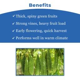 जिवित हाइब्रिड एफ1 हरि क्रांति करेले के बीज। गहरे हरे रंग के उभरे हुए फल, उच्च गुणवत्ता। 4