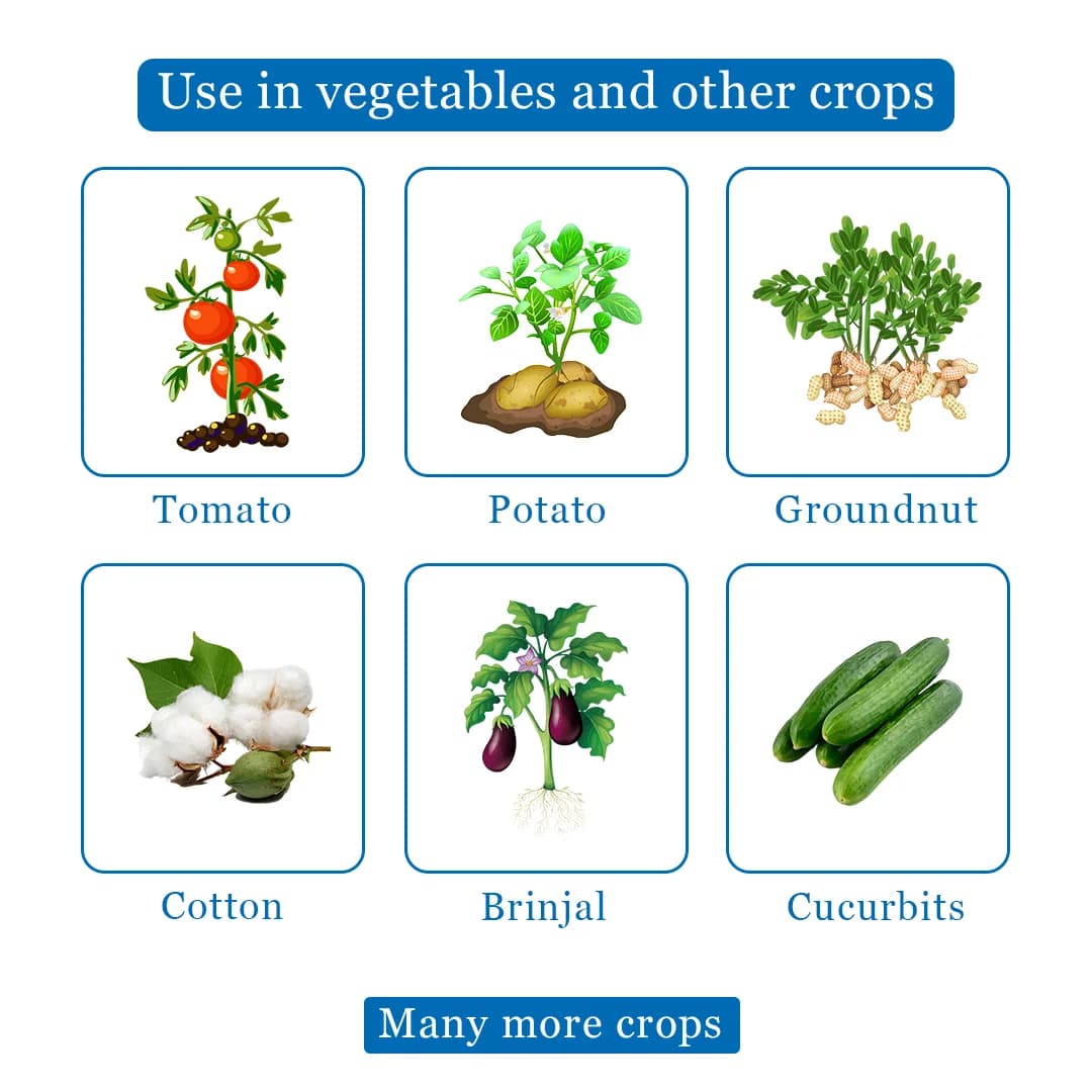 तेजस सुपर - तेजस सुपर - क्लोरपाइरीफॉस 50% + साइपरमेथ्रिन 5% ईसी कीटनाशक, एफिड, जैसिड, थ्रिप्स, सफ़ेद मक्खी और अमेरिकन को नियंत्रित करने के लिए - Image 4