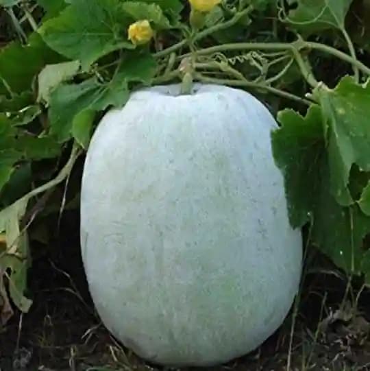 Jivit JS 301 Imported Hybrid Ash Gourd Seeds, Warm Season Crop, Sensitive To Frost, Suitable In North and South. - Image 2