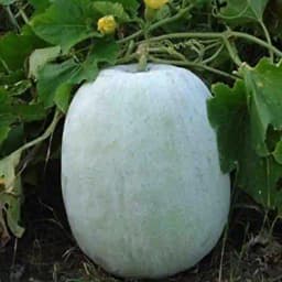 Jivit JS 301 Imported Hybrid Ash Gourd Seeds, Warm Season Crop, Sensitive To Frost, Suitable In North and South. 2