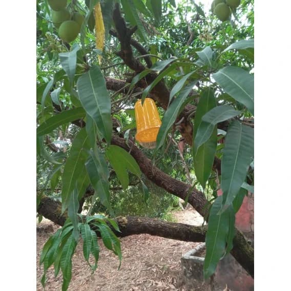 WAVAR Fruit Fly Trap Dorsalis Lure, Bactrocera Dorsalis, Effective Fruit Fly Pest Control - Image 5