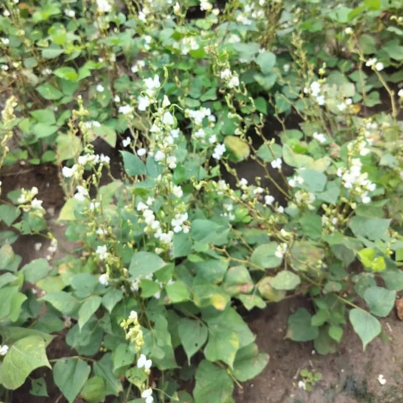 Sagar-5 F1 Hybrid Indian Bean Seeds, High Yield And Bushy, Ideal For Kharif And Summer - Image 3