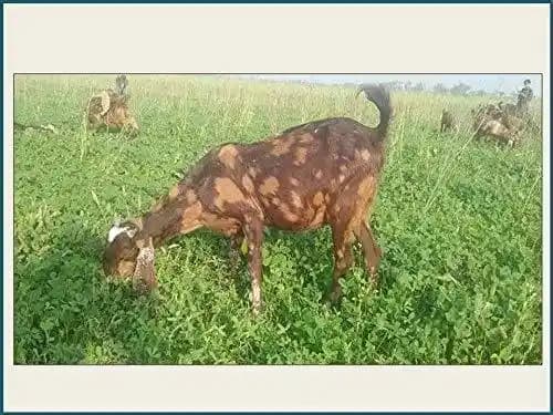 RK Seeds Combo Of Alfalfa seeds, Lucerne seeds And Hedge Lucerne Seeds, Cab Be used as animal fodder. - Image 5