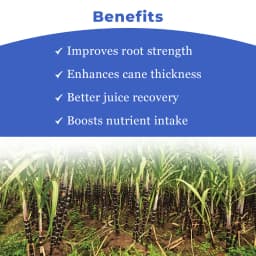 Dr.Soil Sugarcane Intended Use for Sugarcane (Liquid Consortia) (ISO certified) (Dr.Soil Sugarcane special) 4