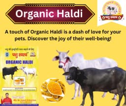 PASHU SVASTH ORGANIC HALDI, Animal Health Supplements, A Natural Shield for Animals, Increase Immunity, Fighting Cancer And More 5