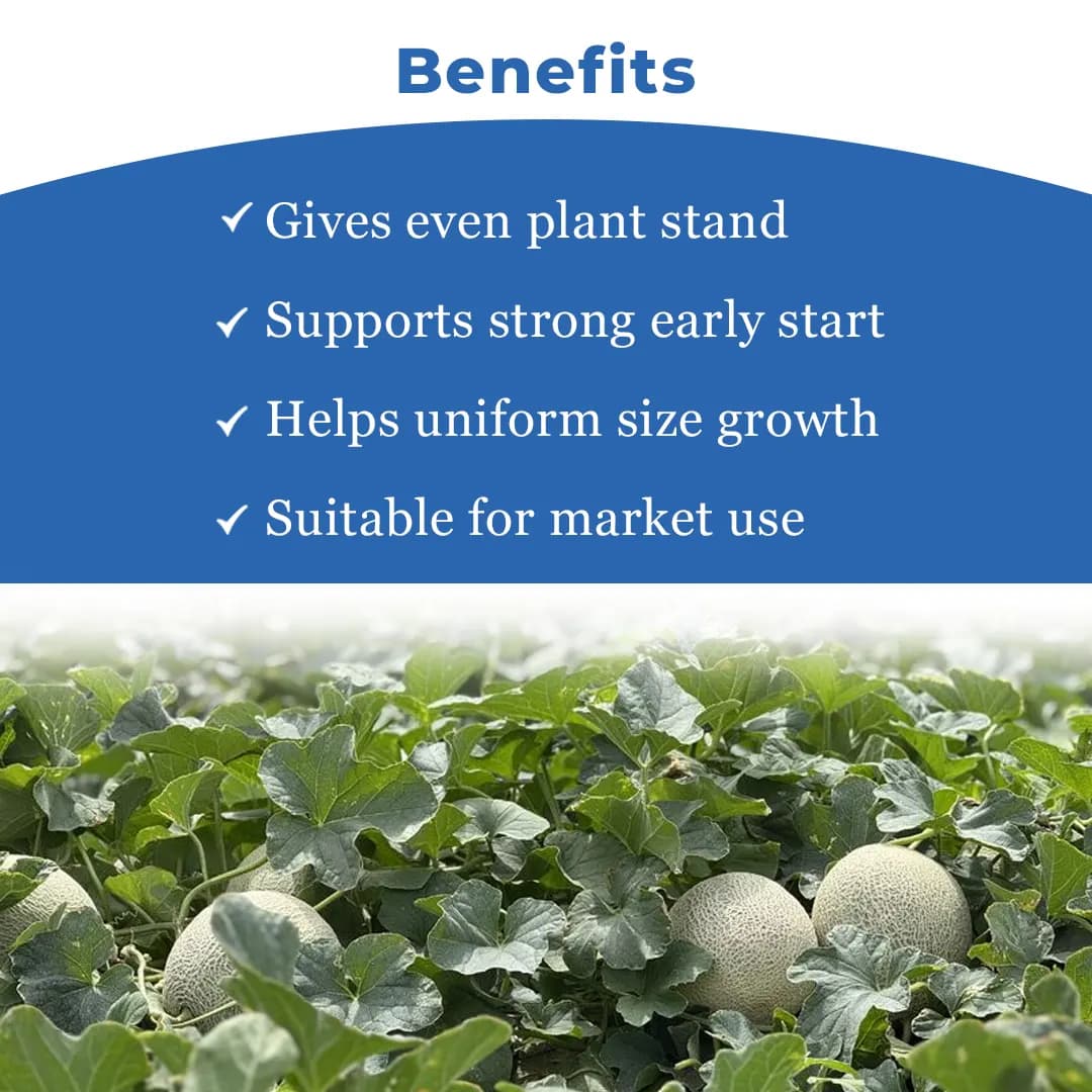 Sagar Chandan F1 Muskmelon Seeds, Buff Yellow Skin, Green Stripe, Rich Aroma, High Yield - Image 4