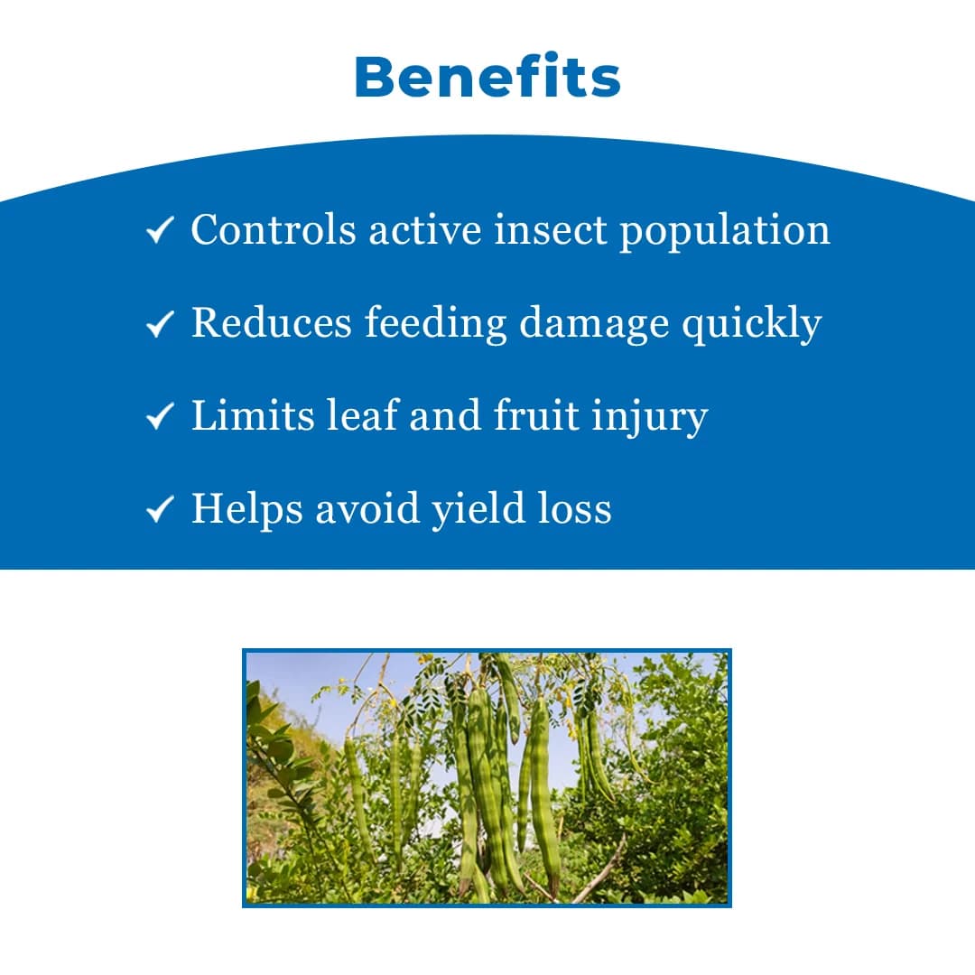 S.K. International PKM-2 Moringa Seeds - Drumstick Seeds - Image 4