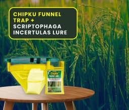 Chipku Pheromone Trap Funnel With Scriptophaga Incertulas Lure To Catch Insect, Moth Yellow Rice Stem Borer (YSB) 7