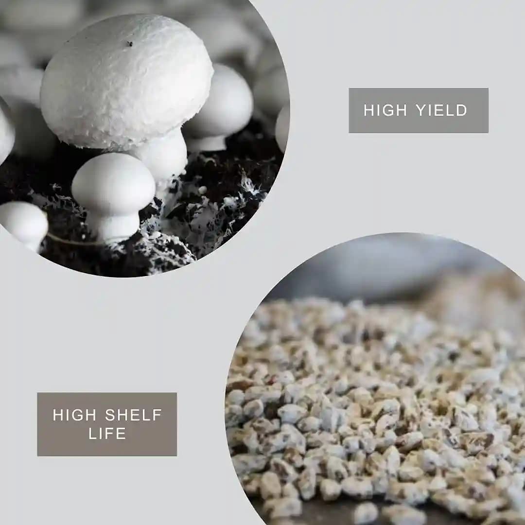 SporeKart Button mushroom Ready to Fruit mushroom box ( R T F bag ), Best For Kitchen, Home And Garden Environment. - Image 2