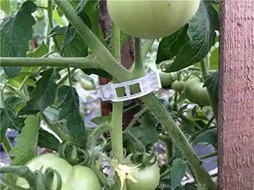 Siddhi Plastic Garden Plant Support Clips, Tomato Clips for Tomato Cucumber Flower Squash Vine to Make Garden Vegetables Grow Healthy - Image 4