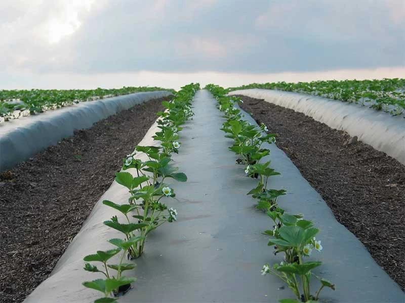 Global Polyplast Mulch Film, Mulching Sheet (1 Meter width x 400 Meters length) - Image 6