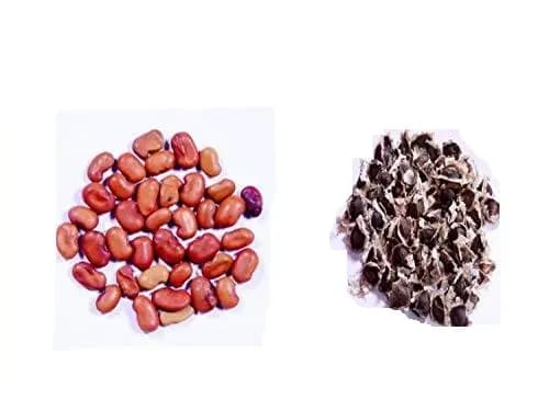 आरके सीड्स - होम गार्डन और किचन गार्डन बीज, सब्जी बीज - सहजन बीज, मोरिंगा ओलिफेरा, मोरिंगा बीज, सेब्सानिया ग्रैंडिफ्लोरा बीज - Image 1