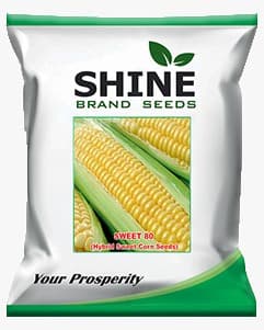 Sweet Corn Sweet 80 - Shine Brand Seeds, Makka Ke Beej, Field Crops, Excellent Germination Quality - Image 1