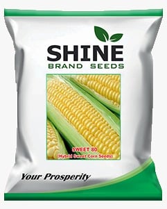 Sweet Corn Sweet 80 - Shine Brand Seeds, Makka Ke Beej, Field Crops, Excellent Germination Quality