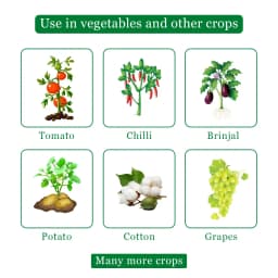 EBS Custom - Azoxystrobin 11% + Tebuconazole 18.3% Sc Fungicide, Control On Multiple Stages Of Fungal Infection 4
