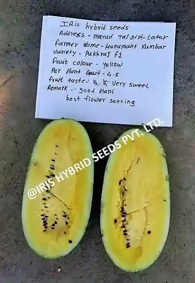 Iris Hybrid Fruit Seeds F1 Hybrid Watermelon Pukhraj - Sugar Baby Type Dark Green Color