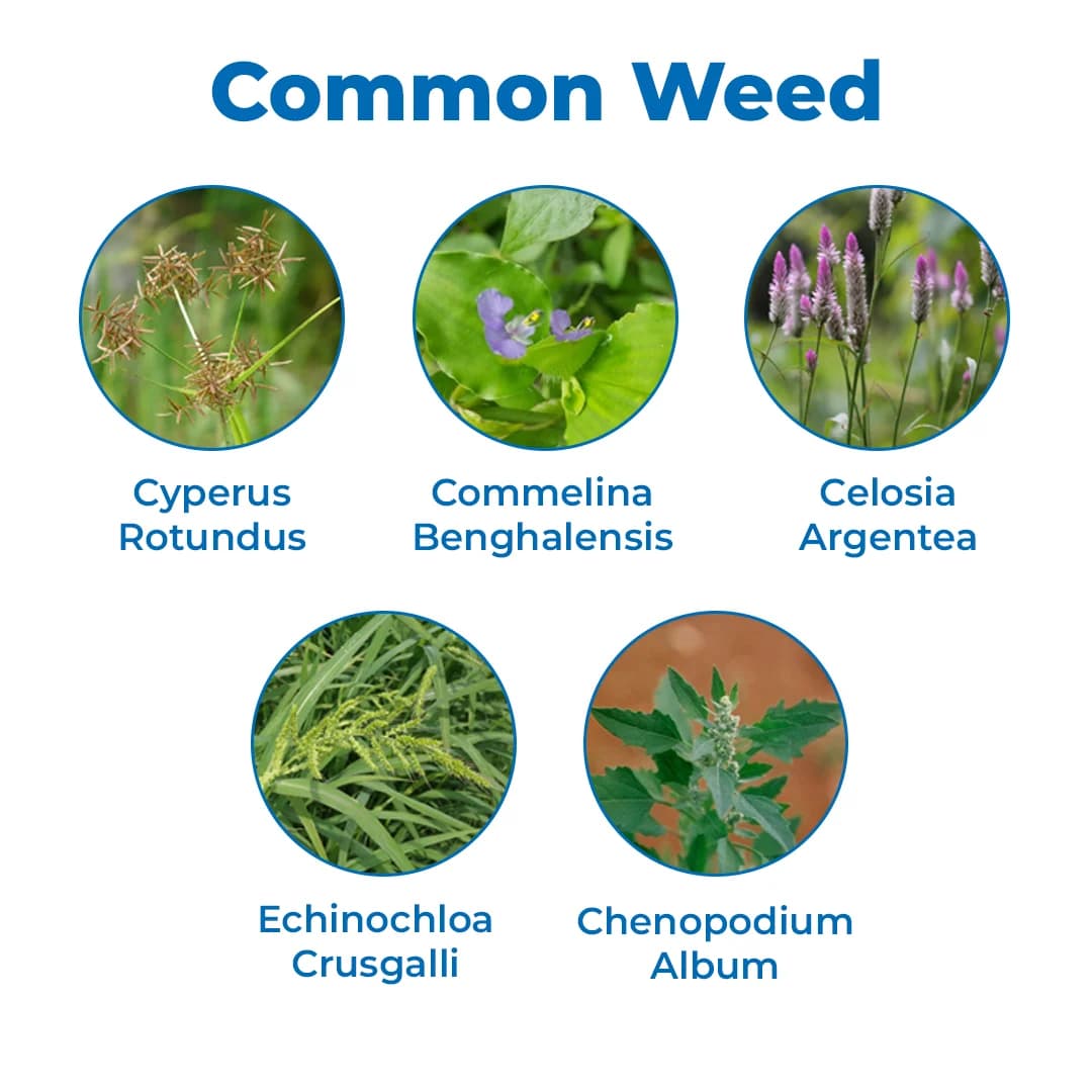 Dhanuka Qurin Chlorimuron Ethyl 25% WP Herbicide, Effective Control Weed In Paddy And Soybean Crops - Image 3