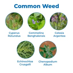 Dhanuka Qurin Chlorimuron Ethyl 25% WP Herbicide, Effective Control Weed In Paddy And Soybean Crops 3