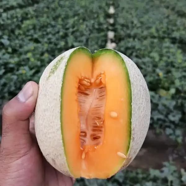 Sagar DHRUVI F1 Hybrid Muskmelon Seeds, High Yield, Orange Flesh, Fusarium Wilt Tolerant - Image 5