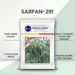 Sarpan F1 Hybrid Chilli Seeds, Chilli-291 Dark Green, Highly Tolerant to Leaf Curl and Sucking Pest, Suitable for Dual Purpose Fresh Green and Dry Red 1