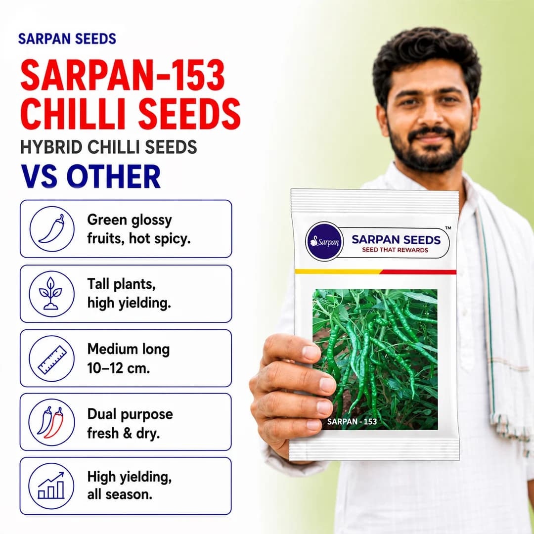 Sarpan - 153 Chilli Seeds, Green Glossy Fruits, Hot Spicy, Highly Tolerant - Image 3