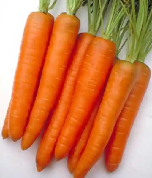 Jivit F1 Hybrid Nimrat Carrot Seeds, Nantes Type Hybrid, Deep Orange Colour. - Image 3