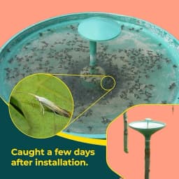 SK Agrotech Tuta Absoluta Tomato Leafminer Pheromone Trap With Lure - Effective Pest Control For Tomatoes 7