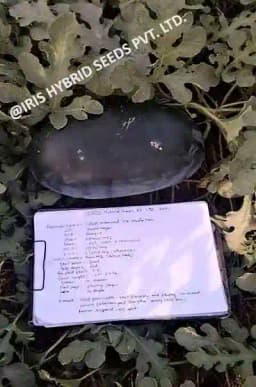 Iris Hybrid Fruit Seeds F1 Hybrid Watermelon Kuber - Icebox Segment, Tarbuj Ke Beej 3