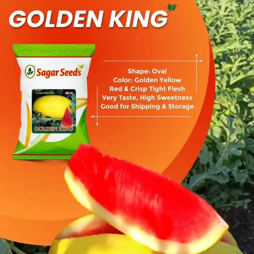 Sagar Golden King F1 Watermelon Seeds, Dark Yellow Skin, Deep Red Flesh And High Yield - Image 2