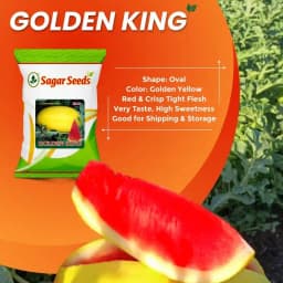 Sagar Golden King F1 Watermelon Seeds, Dark Yellow Skin, Deep Red Flesh And High Yield 2
