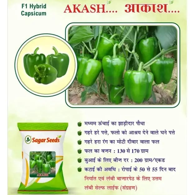 सागर आकाश एफ1 हाइब्रिड शिमला मिर्च बीज, उच्च उपज, कठोर त्वचा, लंबी शेल्फ लाइफ, जल्दी परिपक्वता