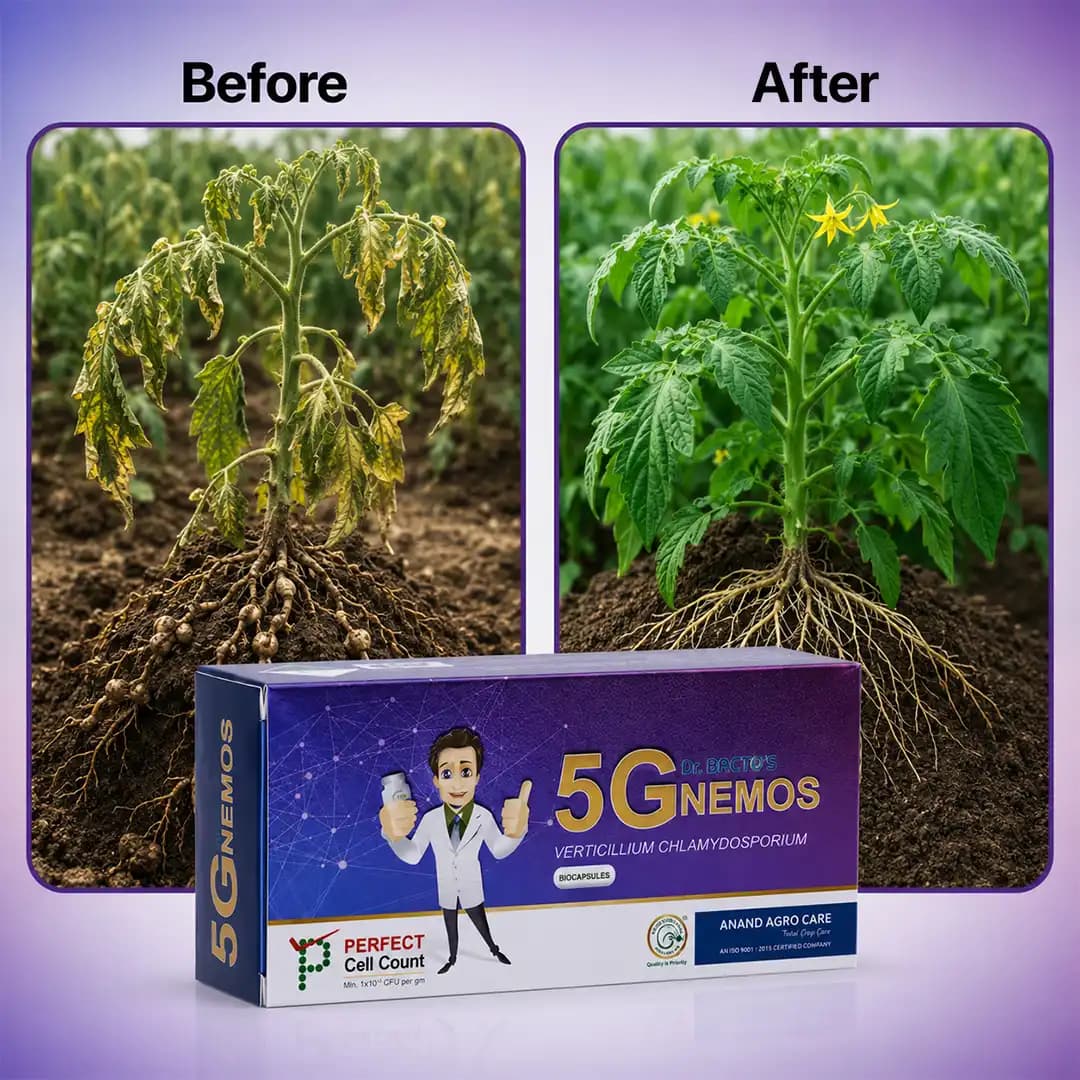 ಡಾ. ಬ್ಯಾಕ್ಟೋಸ್ 5G ನೆಮೋಸ್ ಬಯೋಕ್ಯಾಪ್ಸೂಲ್ಸ್, ಜೈವಿಕ ನೆಮಟಿಸೈಡ್, ನೆಮಟೋಡಾ ನಿಯಂತ್ರಣ ಸಾಮರ್ಥ್ಯವಿರುವ ವರ್ಟಿಸಿಲಿಯಮ್ ಕ್ಲಾಮಿಡೋಸ್ಪೋರಿಯಮ್ ಒಳಗೊಂಡಿದೆ. - Image 2