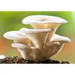 Shriyap Oyster Mushroom Seeds, Ready To Fruit Mushroom Block, Unique And Useful. 1