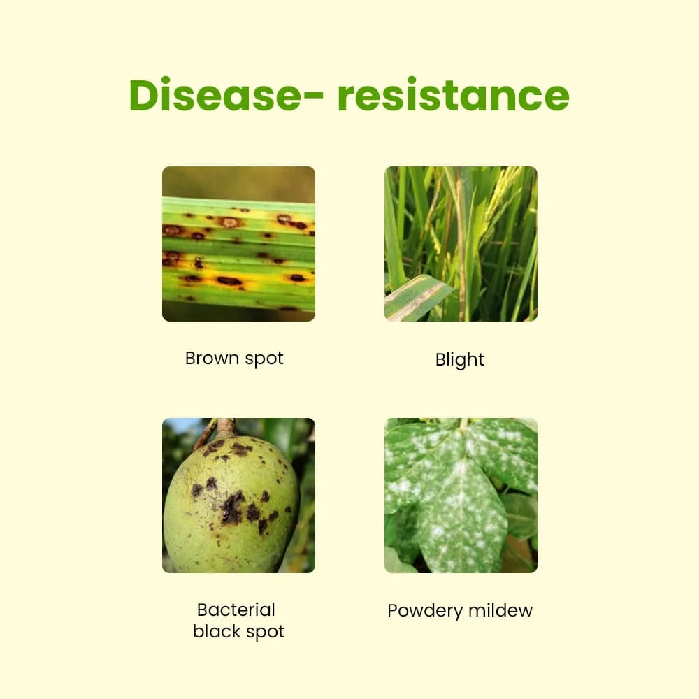 IFFCO All Rounder Plus, Dual Action Formula For Plant Protection and Yield Enhancement, Bactericidal Cum Fungicidal Properties - Image 4